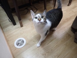 ペットとともに快適に暮らすには